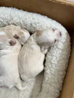 AKC Chenille’s Longcoat, a female Chihuahua for sale in Warner Springs, CA – Photo 6 of 6