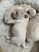 AKC Chenille’s Longcoat, a female Chihuahua for sale in Warner Springs, CA – Photo 4 of 6