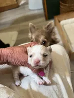 AKC Chenille’s Longcoat, a female Chihuahua for sale in Warner Springs, CA – Photo 5 of 6