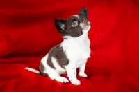 Coco , a male Chihuahua for sale in Warner Springs, CA – Photo 2 of 4