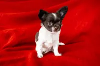 Coco , a male Chihuahua for sale in Warner Springs, CA – Photo 1 of 4