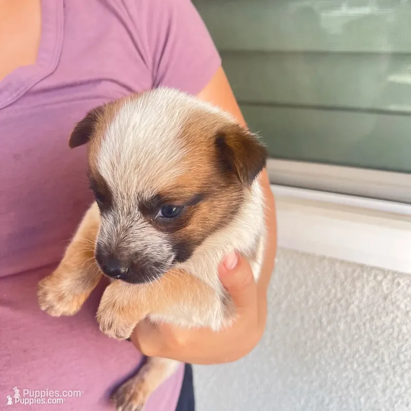 Red Girl  – Australian Cattle Dog puppy for sale in Warner Springs, CA