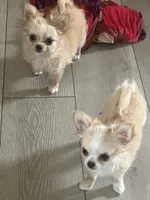 Goldie, a female Chihuahua for sale in Warner Springs, CA – 5 of 5