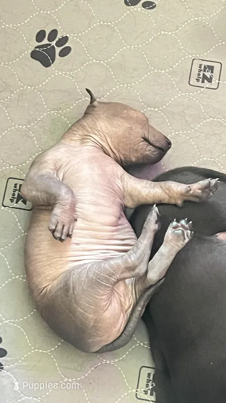Xochi  – Xoloitzcuintli puppy for sale in Warner Springs, CA