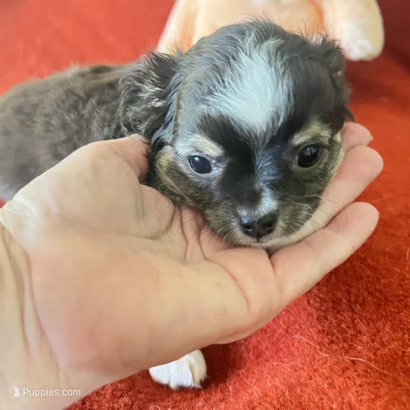 Tippy – Chihuahua puppy for sale in Warner Springs, CA