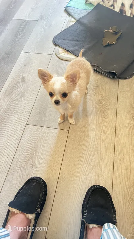 Goldie – Chihuahua puppy for sale in Warner Springs, CA