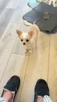 Goldie, a female Chihuahua for sale in Warner Springs, CA – 1 of 4