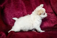 Sold, a male Chihuahua for sale in Warner Springs, CA – Photo 2 of 4