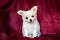 Sold, a male Chihuahua for sale in Warner Springs, CA – Photo 1 of 4