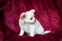 Sold, a male Chihuahua for sale in Warner Springs, CA – Photo 3 of 4