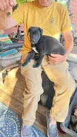 Beauty, a female Xoloitzcuintli for sale in Warner Springs, CA – 4 of 6