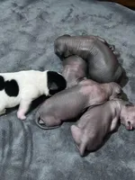 Xochi, a male Xoloitzcuintli for sale in Warner Springs, CA – Photo 2 of 9