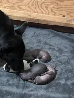 Xochi, a male Xoloitzcuintli for sale in Warner Springs, CA – Photo 8 of 9