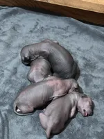 Xochi, a male Xoloitzcuintli for sale in Warner Springs, CA – Photo 3 of 9