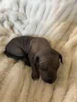 Xochi, a male Xoloitzcuintli for sale in Warner Springs, CA – Photo 4 of 9