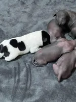 Xochi, a male Xoloitzcuintli for sale in Warner Springs, CA – Photo 7 of 9