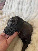 Xochi, a male Xoloitzcuintli for sale in Warner Springs, CA – Photo 6 of 9