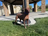Xochi, a male Xoloitzcuintli for sale in Warner Springs, CA – Photo 9 of 9
