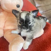 Bambi, a female Chihuahua for sale in Warner Springs, CA – 4 of 7