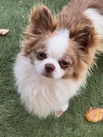 Blue boy, a male Chihuahua for sale in Warner Springs, CA – 2 of 2
