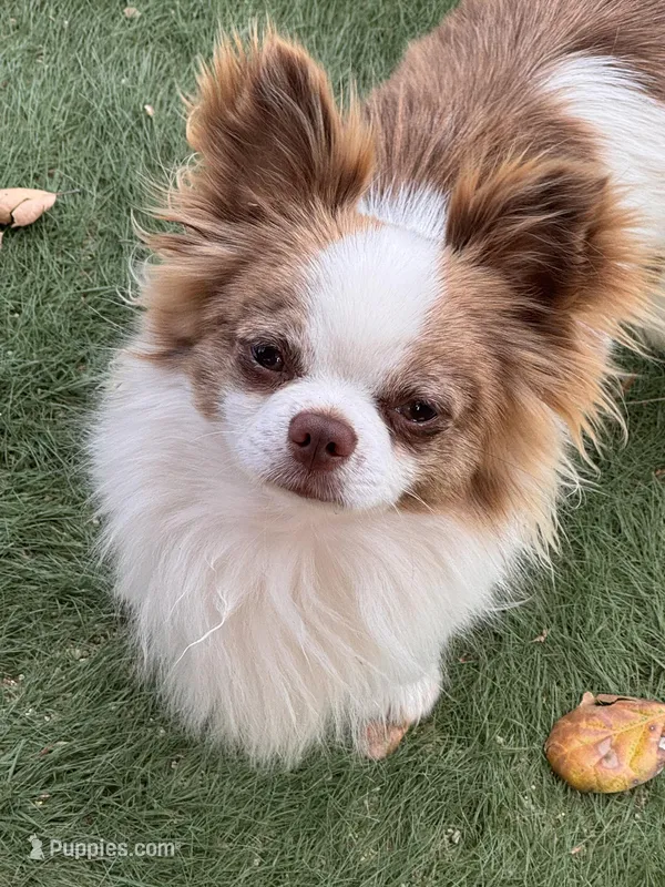 Max – Chihuahua puppy for sale in Warner Springs, CA