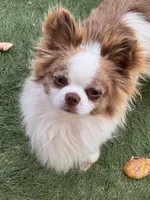 Max, a male Chihuahua for sale in Warner Springs, CA – Photo 1 of 3