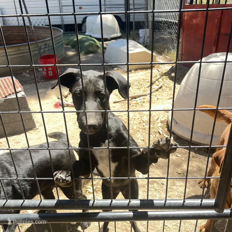 Beauty – Xoloitzcuintli puppy for sale in Warner Springs, CA