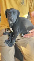 Beauty, a female Xoloitzcuintli for sale in Warner Springs, CA – 5 of 6