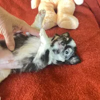 Tippy, a male Chihuahua for sale in Warner Springs, CA – 5 of 5