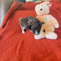 Tippy, a male Chihuahua for sale in Warner Springs, CA – 2 of 5