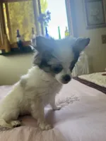 Blue, a male Chihuahua for sale in Warner Springs, CA – 2 of 2