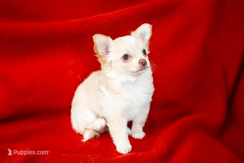 Latte  – Chihuahua puppy for sale in Warner Springs, CA