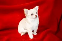 Latte , a male Chihuahua for sale in Warner Springs, CA – Photo 2 of 3