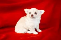 Latte , a male Chihuahua for sale in Warner Springs, CA – Photo 1 of 3