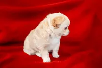 Latte , a male Chihuahua for sale in Warner Springs, CA – Photo 3 of 3