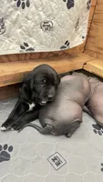 Beauty, a female Xoloitzcuintli for sale in Warner Springs, CA – 2 of 6