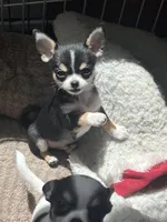 Sold, a male Chihuahua for sale in Warner Springs, CA – Photo 1 of 4
