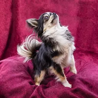 Sold, a male Chihuahua for sale in Warner Springs, CA – Photo 2 of 4