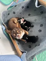 Sold, a male Chihuahua for sale in Warner Springs, CA – Photo 4 of 4