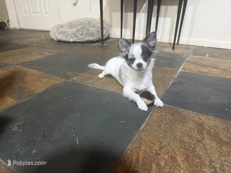 Blue boy – Chihuahua puppy for sale in Warner Springs, CA