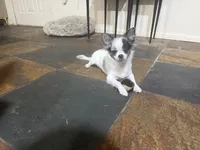 Blue boy, a male Chihuahua for sale in Warner Springs, CA – 1 of 2