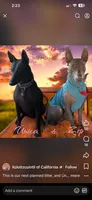 Bruno, a male Xoloitzcuintli for sale in Warner Springs, CA – 5 of 6