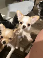 Goldie, a female Chihuahua for sale in Warner Springs, CA – 3 of 5
