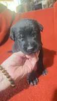 Beauty, a female Xoloitzcuintli for sale in Warner Springs, CA – 3 of 6