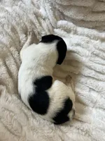 processed/fc2d0a22-2e7e-47f6-b993-4a1755faad2d/listing/c29d9793-e852-4258-b81e-1abc6b17d554/6eb66690-18c9-4e54-96be-6f177b13bd5a