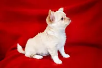 Alfie , a male Chihuahua for sale in Warner Springs, CA – Photo 3 of 3