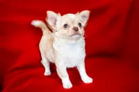 Alfie , a male Chihuahua for sale in Warner Springs, CA – Photo 1 of 3