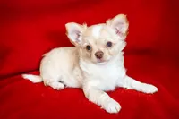 Alfie , a male Chihuahua for sale in Warner Springs, CA – Photo 2 of 3