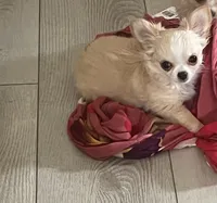 Goldie, a female Chihuahua for sale in Warner Springs, CA – 2 of 4