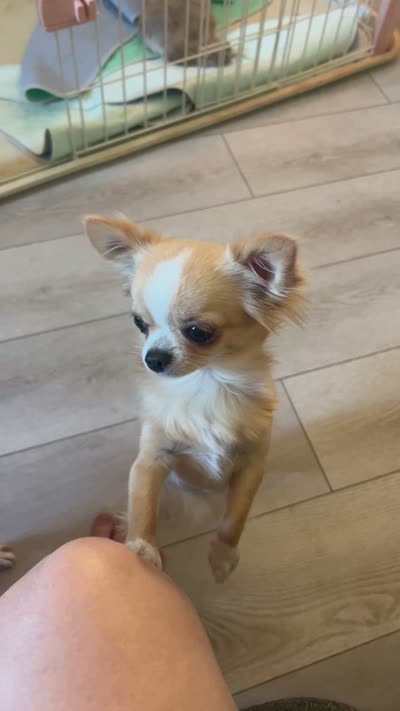 Goldie girl, a female Chihuahua for sale in Warner Springs, CA – 1 of 1